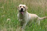 LABRADOR 1267